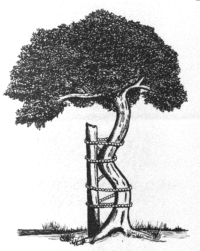 Veera'z Ortho Clinic