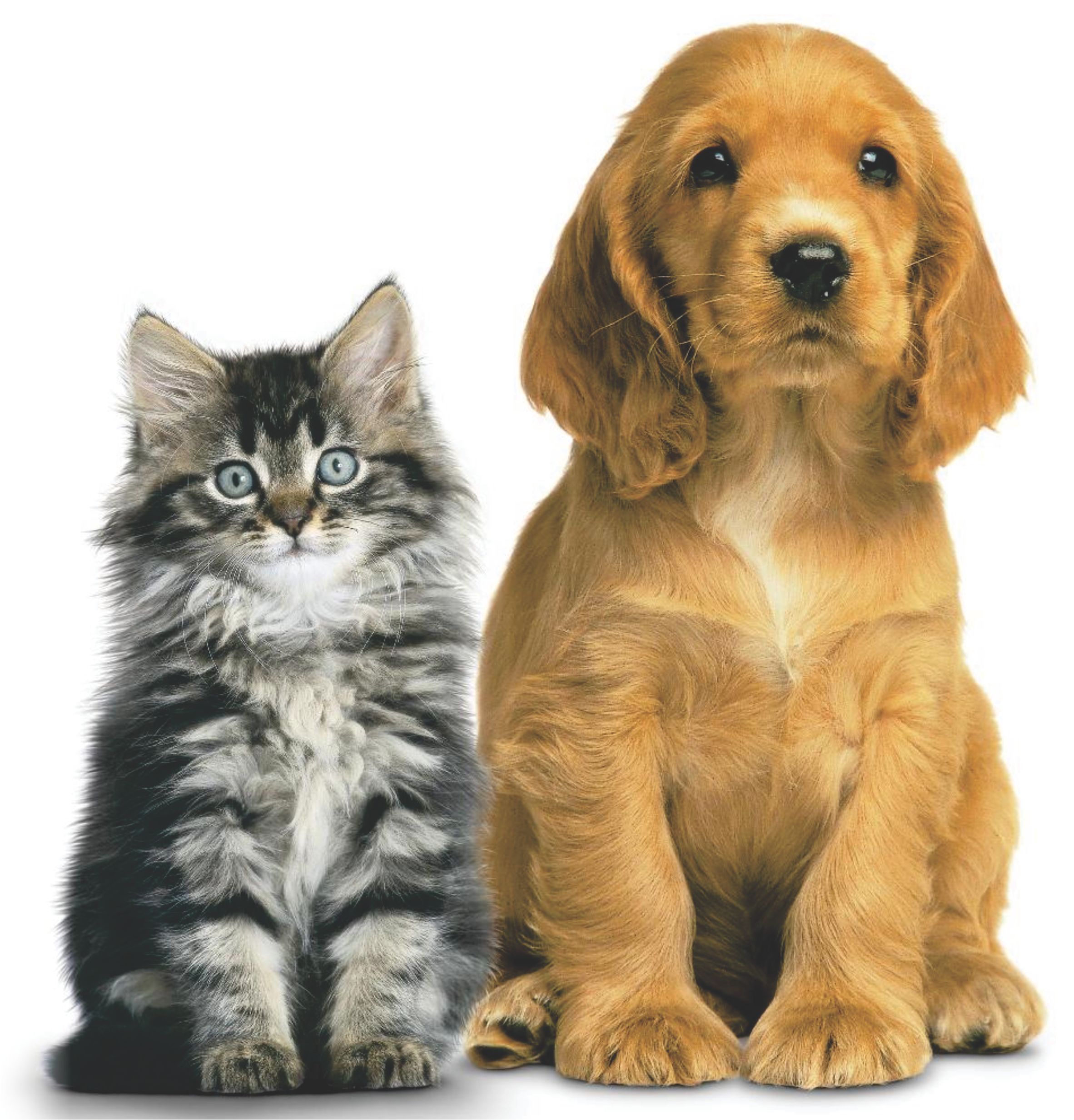 Dr Katre Pet Clinic