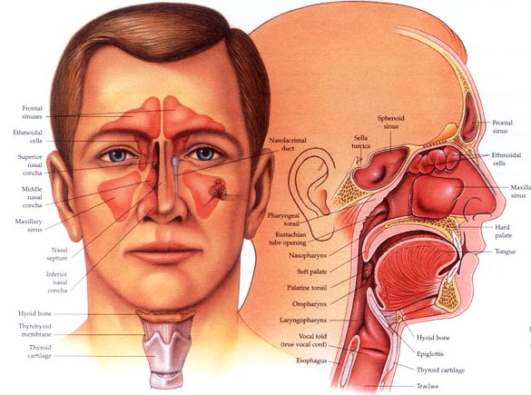 Dr Shrikrishna's Clinic (Shreya Medicals) Raichur Naya Bazar Raichur