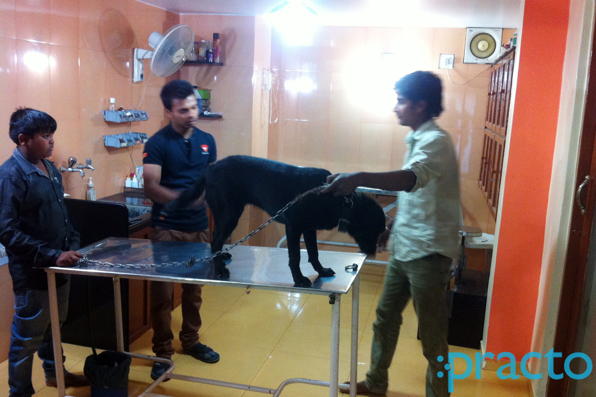 Operation Theatre at Pet Vet Clinic Akota Vadodara