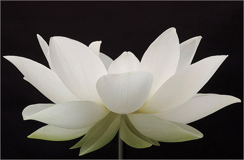 Lotus Multispeciality Center HSR Layout Bangalore