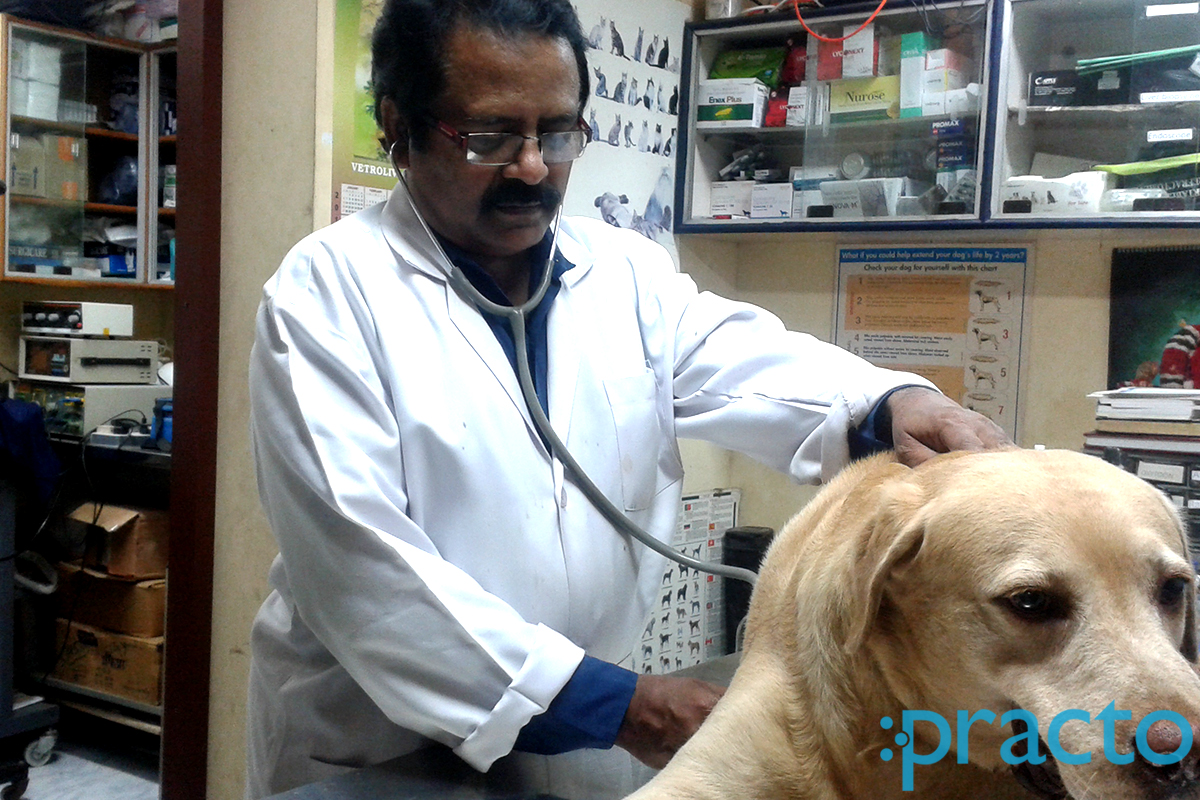 Ballo Multispeciality Pet Clinic Mylapore Chennai