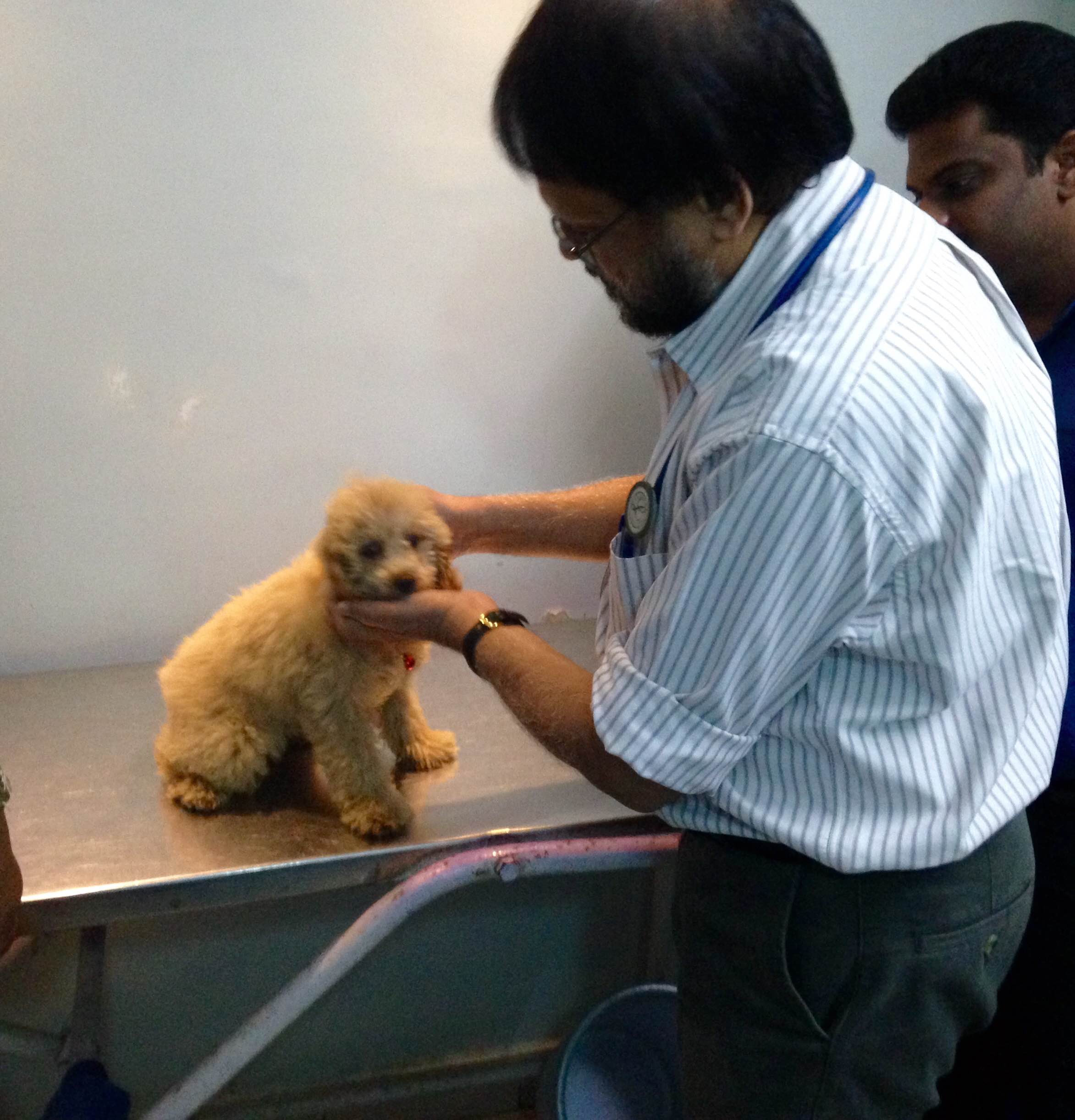 OPD/Ward at Chennai Veterinary Hospitals and Shelters Adyar Chennai