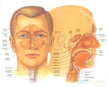 Dr. S. A Usmani ENT Clinic Colonelganj Kanpur