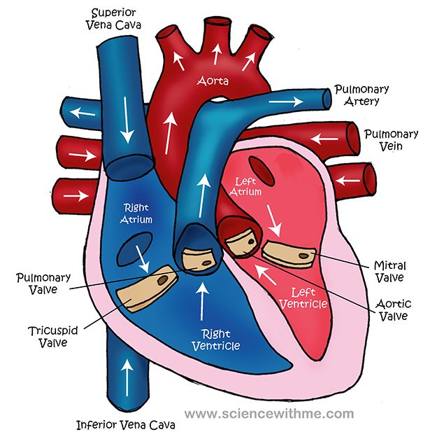 Heart Care Clinic