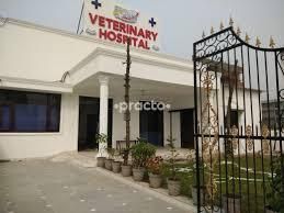 manesar pet clinic