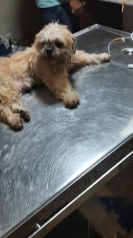 Vet Fort Pet Clinic Malviya Nagar Delhi