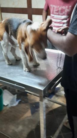 Vet Fort Pet Clinic Malviya Nagar Delhi