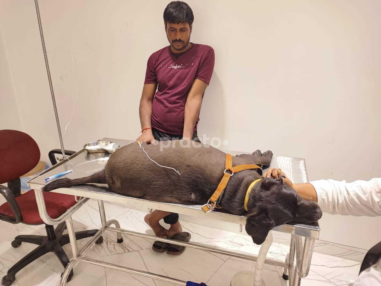 Consultation Room at Asha Holistic Pet Care Clinic South City-II Gurgaon