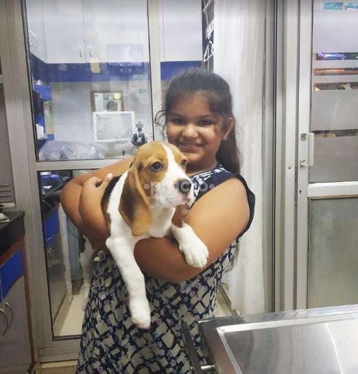 Josan Pet Care Clinic DLF Phase IV Gurgaon