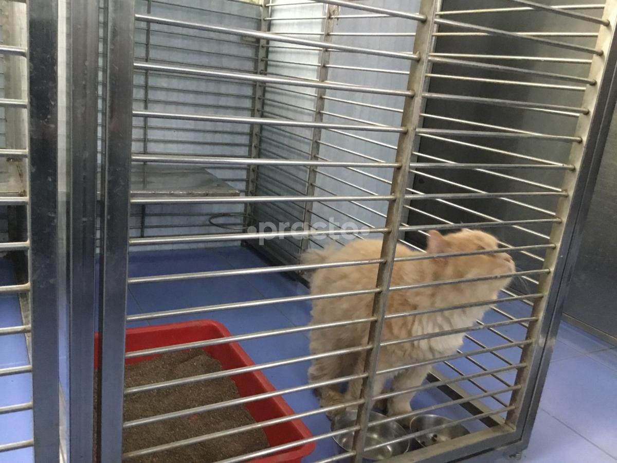Pet Cover Kothrud Pune