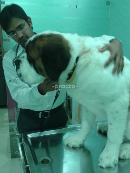 Consultation Room at SKRD Multi-speciality Veterinary Hospital Gurgaon Sector 31 Gurgaon
