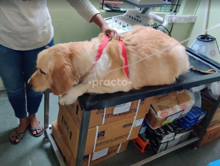 Prakruthi Veterinary Hospital Banashankari Bangalore