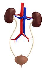 S D Urology Clinic Pandu Nagar Kanpur